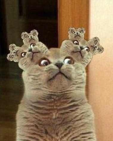 fractal cat