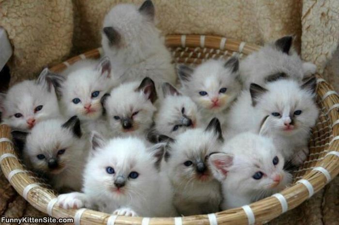 Basket of cats